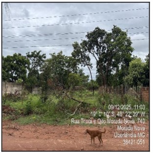 UBERLANDIA – MORADA NOVA