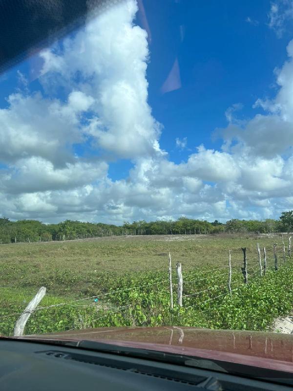 PARACURU – BOI MORTO