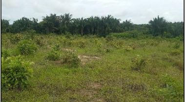 VIANA – PICARREIRA