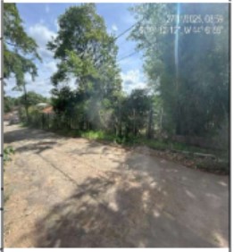 CAPIM BRANCO – ARACAS